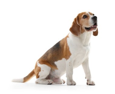 Beyaz arka planda sevimli bir Beagle köpeği. Sevimli hayvan.