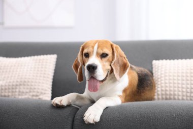 Evdeki kanepede yatan sevimli Beagle köpeği.
