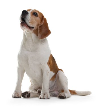 Beyaz arka planda sevimli bir Beagle köpeği. Sevimli hayvan.