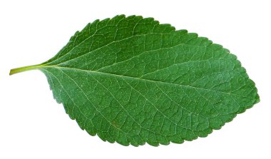 Beyaz üzerine izole edilmiş bir kiraz ağacı yaprağı.