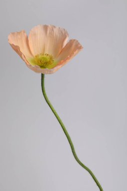 Gri arka planda güzel bir gelincik çiçeği, yakın plan.