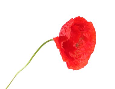 Güzel bir gelincik çiçeği beyazda izole edilmiş