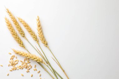 Beyaz arka planda buğday filizi ve tohumlar düz yerde. Metin için boşluk