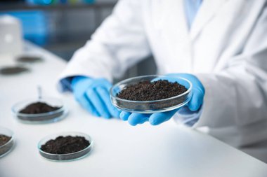 Petri kabını elinde tutan bilim adamı kapalı alanda beyaz masada toprak örneği, yakın plan