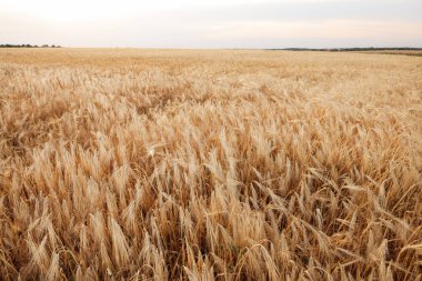 Olgunlaşan buğday dallarıyla güzel bir tarla manzarası