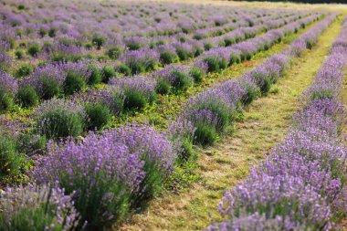 Güzel açan lavanta çiçekleri tarlada büyüyor.