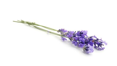 Güzel kokulu lavanta çiçekleri beyazda izole edilmiş.