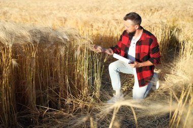 Olgun buğday tarlasında panosu olan çiftçi açık havada, metin için boşluk