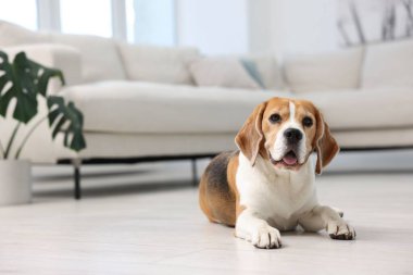 Evde yerde yatan sevimli Beagle köpeği. Metin için boşluk