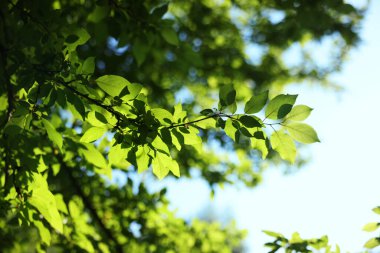 Açık havada büyüyen yeşil yapraklı güzel ağaç, yakın plan.