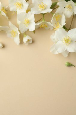 Güzel yasemin çiçekleri bej arka planda, düz yerde. Metin için boşluk