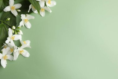 Güzel yasemin çiçekleri ve yeşil arka planda yapraklar, düz uzanmış. Metin için boşluk