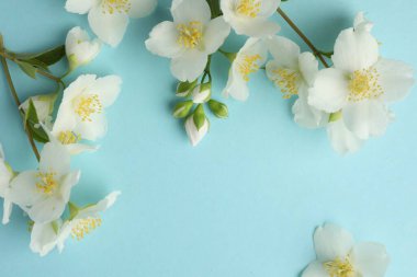 Açık mavi arka planda güzel yasemin çiçekleri, düz uzanmış. Metin için boşluk