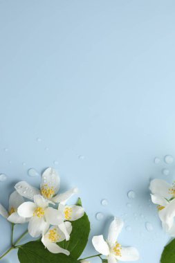 Güzel yasemin çiçekleri ve açık mavi arka planda yeşil yapraklar, düz bir zemin. Metin için boşluk