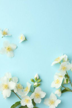 Açık mavi arka planda güzel yasemin çiçekleri, düz uzanmış. Metin için boşluk