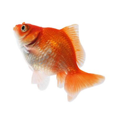 Küçük, güzel bir akvaryum balığı beyazda izole edilmiş.