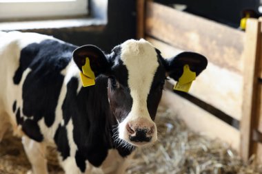 Süt çiftliğindeki ahırda şirin bir buzağı.