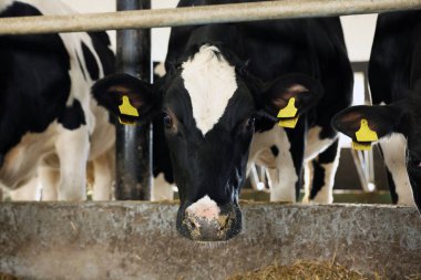 Süt çiftliğindeki ahırın içinde çitin yanındaki şirin inekler.