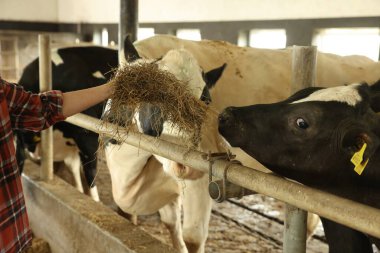 Çiftçi mandıradaki ahırın içindeki şirin ineklere saman besliyor, yakın plan.