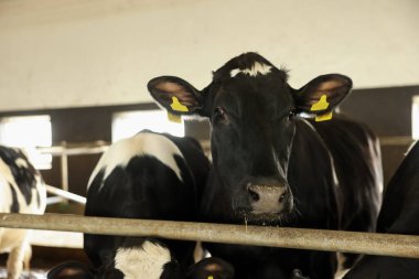 Süt çiftliğindeki ahırın içinde çitin yanındaki şirin inekler.