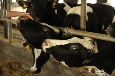 Süt çiftliğindeki ahırın içinde şirin inekleri olan çiftçi, yakın plan.