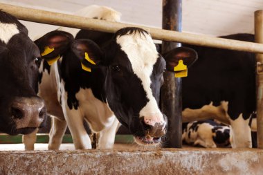 Süt çiftliğindeki ahırın içinde çitin yanındaki şirin inekler.