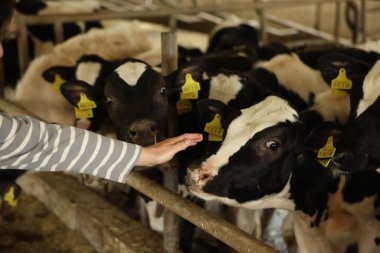 Süt çiftliğindeki ahırın içinde şirin inekleri olan çiftçi, yakın plan.