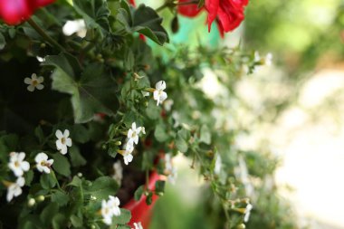 Güzel saksılı Bacopa ve Pelargonium bitkileri açık havada, yakın plan.