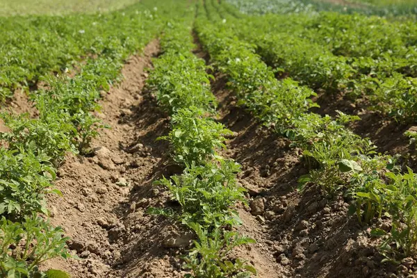 Tarlada yetişen yeşil yapraklı patates bitkileri.