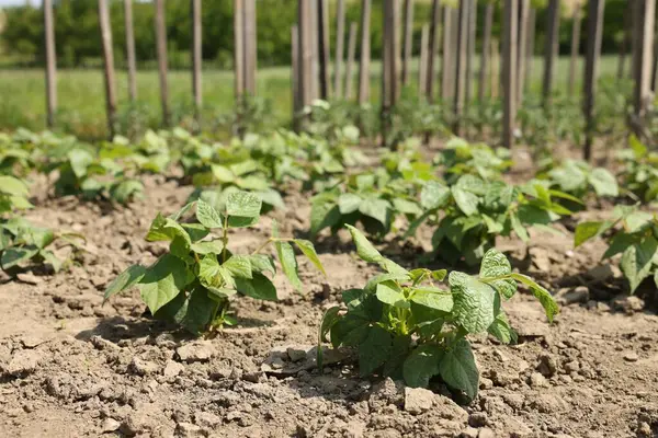 Yeşil yapraklı soya bitkileri tarlada büyüyor.