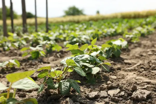 Yeşil yapraklı soya bitkileri tarlada büyüyor.