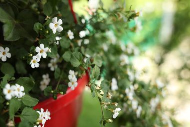 Beyaz çiçekli güzel bir Bacopa bitkisi, yakın plan.