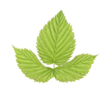 Yeşil ahududu yapraklı Sprig beyaz üzerine izole