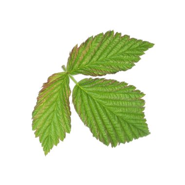 Yeşil ahududu yapraklı Sprig beyaz üzerine izole