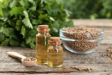 Kişniş yağı şişeler, tohumlar ve kişniş yaprakları ahşap masa, yakın çekim