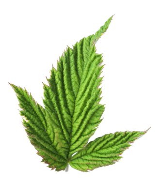 Yeşil ahududu yapraklı Sprig beyaz üzerine izole