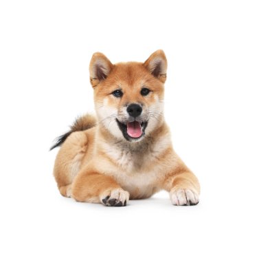 Beyaz arka planda yatan Şirin Shiba Inu köpeği.