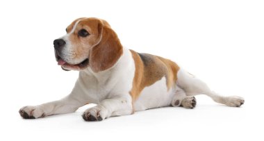 Beyaz arka planda sevimli bir Beagle köpeği. Sevimli hayvan.