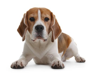 Beyaz arka planda sevimli bir Beagle köpeği. Sevimli hayvan.