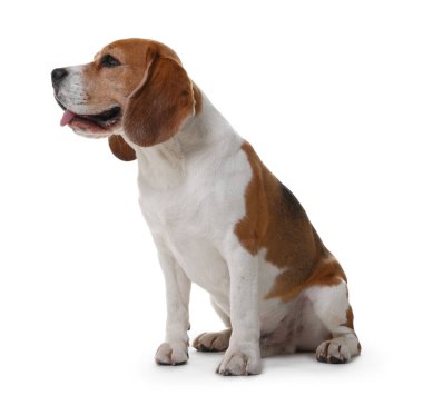 Beyaz arka planda sevimli bir Beagle köpeği. Sevimli hayvan.