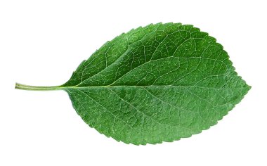 Beyaz üzerine izole edilmiş bir kiraz ağacı yaprağı.