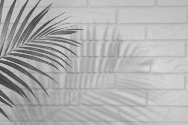 Tropik palmiye dalları beyaz tuğla duvara gölge düşürüyor. Siyah ve beyaz tonlama