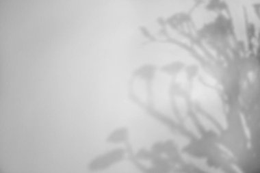 Beyaz arka planda çiçeklerin gölgeleri. Siyah ve beyaz tonlama