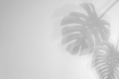 Canavarların gölgeleri beyaz arkaplanda. Siyah ve beyaz tonlama