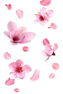 Beyaz arka planda pembe çiçekler ve yapraklar