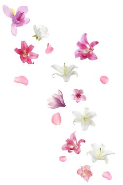 Beyaz arka plana düşen güzel çiçekler ve yapraklar