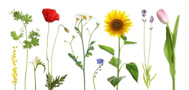 Farklı güzel çiçekler bembeyaz, sette.