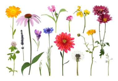 Farklı güzel çiçekler bembeyaz, sette.