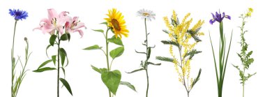 Farklı güzel çiçekler bembeyaz, sette.