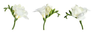 Güzel frezya çiçekleri beyazlar üzerinde izole.